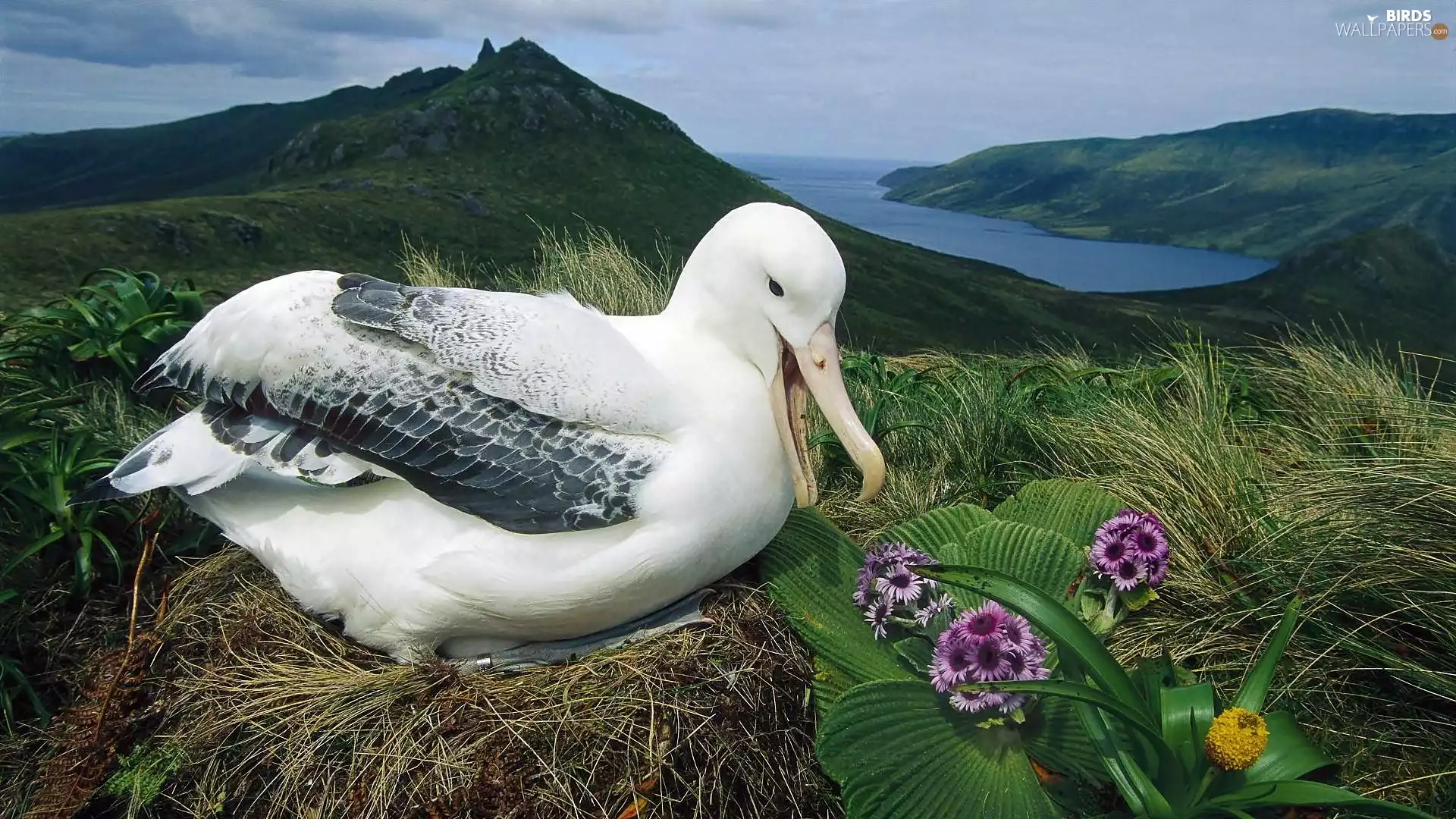 nest, Meadow, albatross