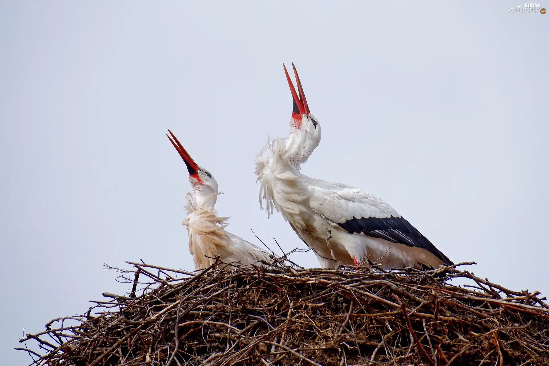 birds, nest, branch pics, Storks