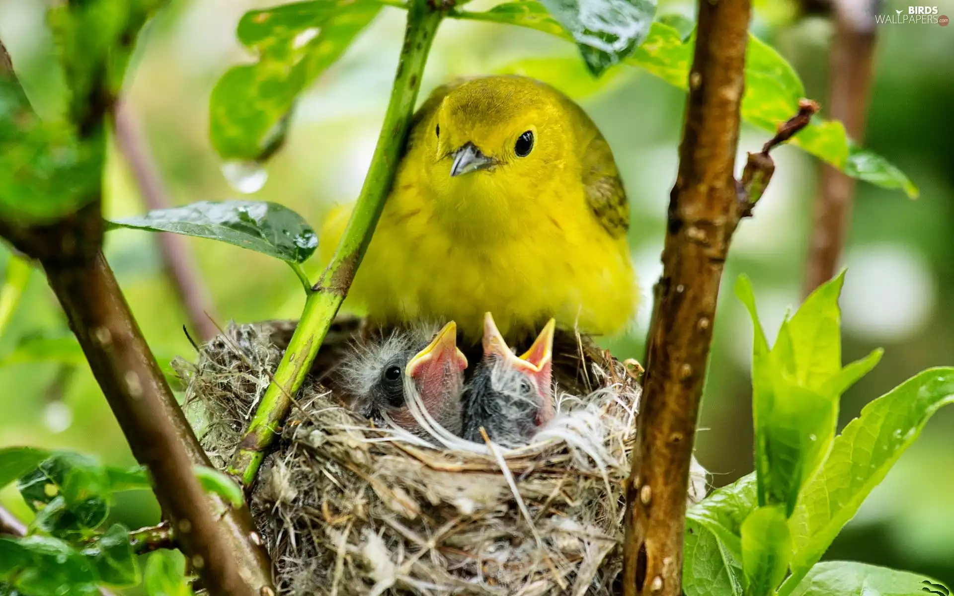 chick, Warbler egret, nest