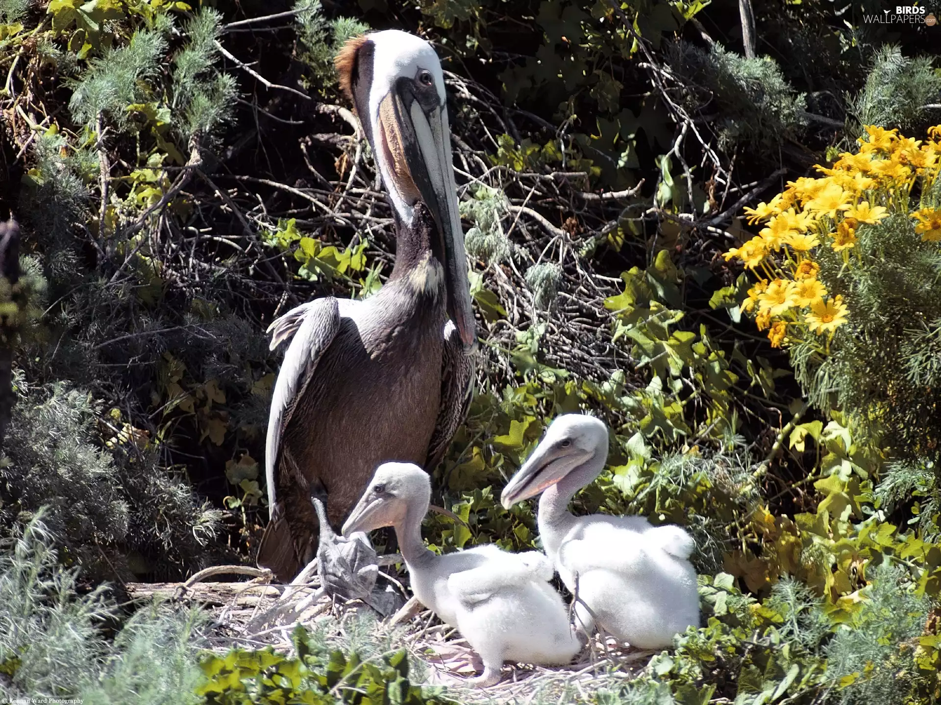 nest, pelicans, chick