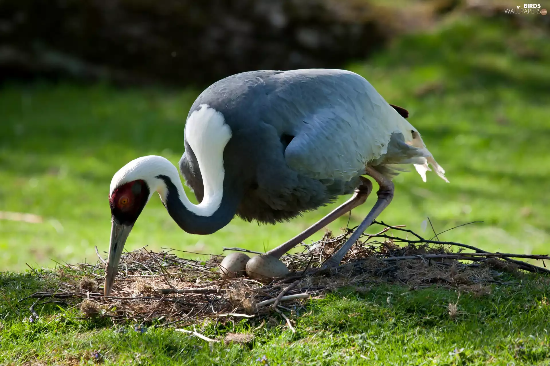 nest, crane, eggs
