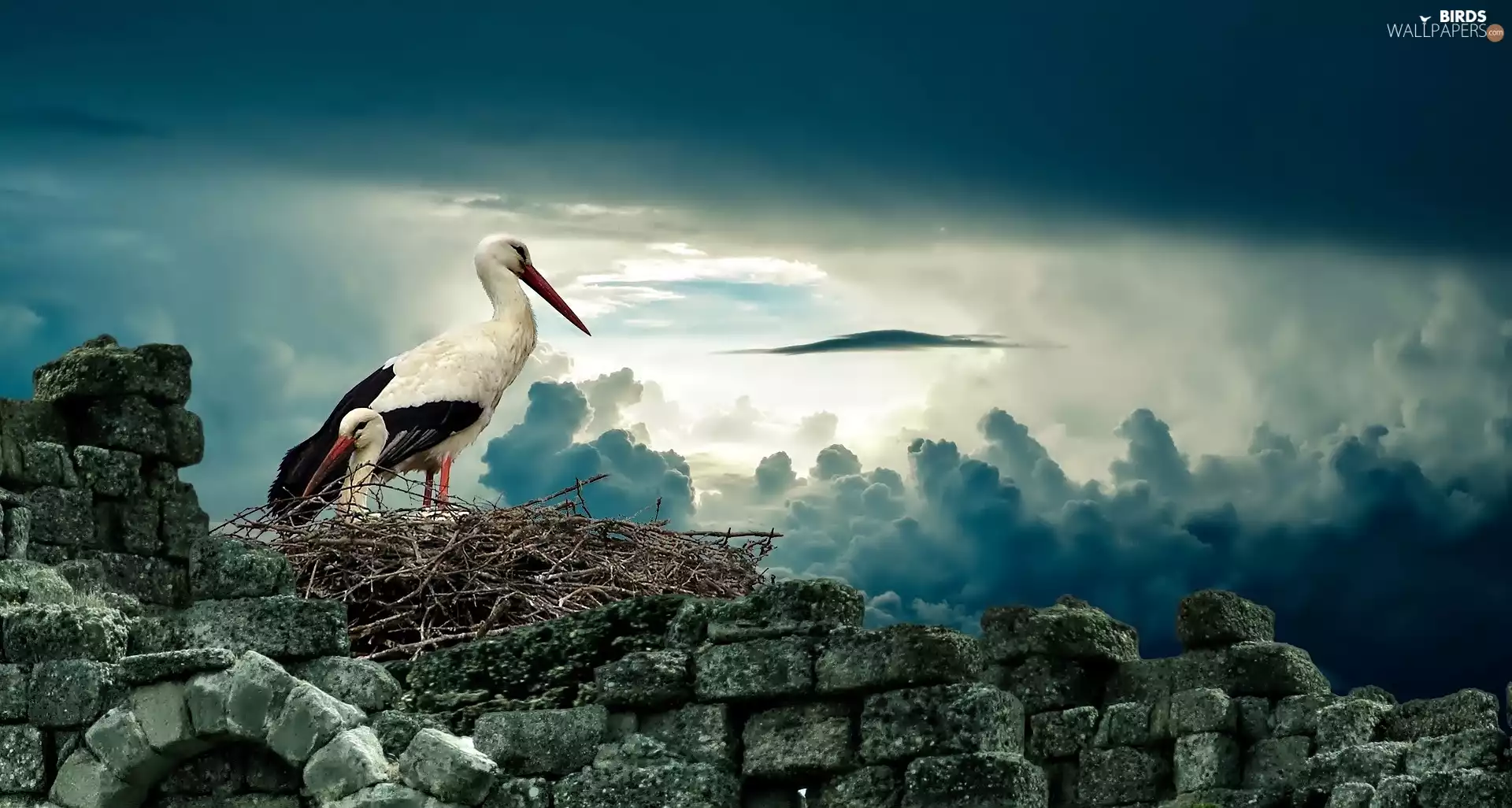 Storks, wall, clouds, nest