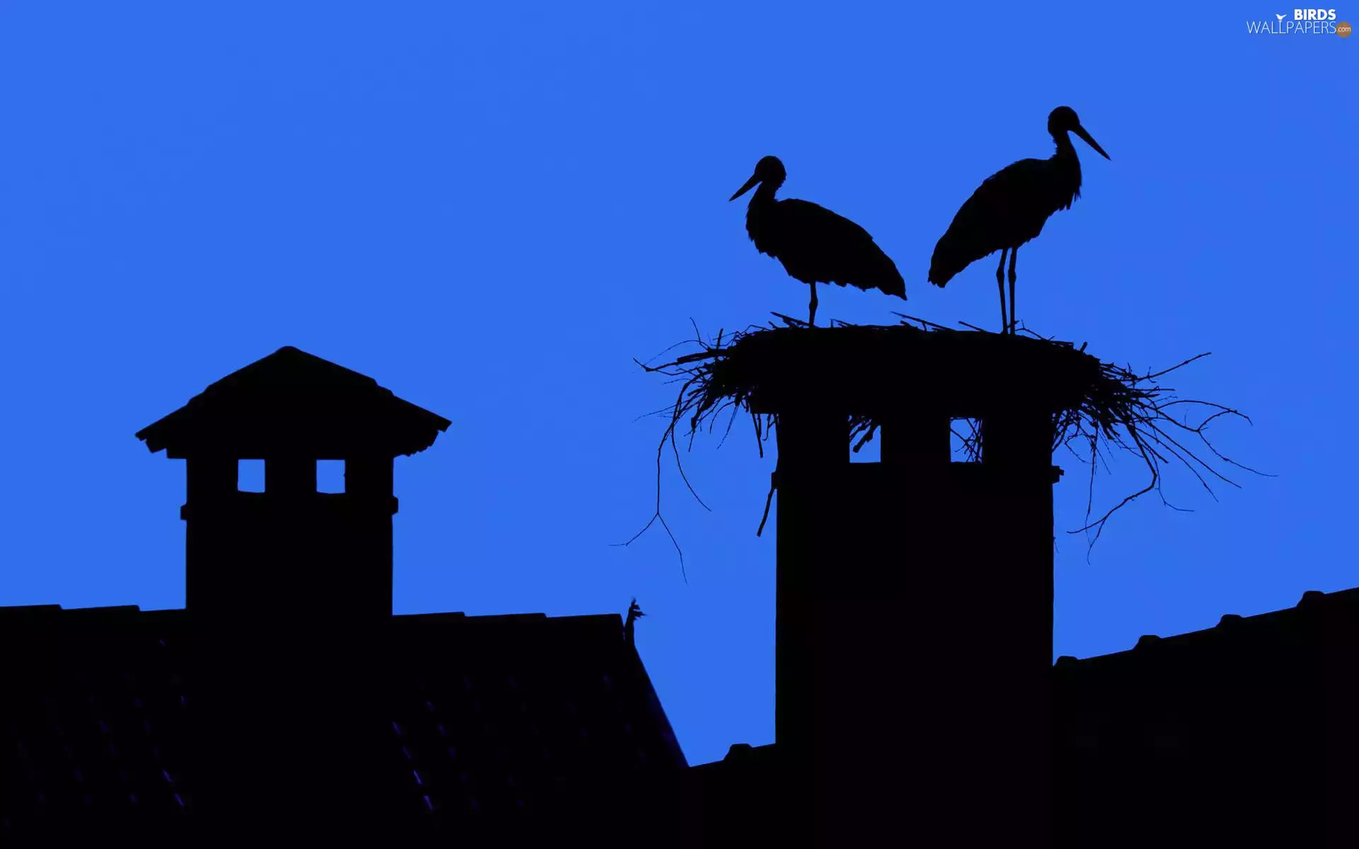 Storks, Houses, Night, nest