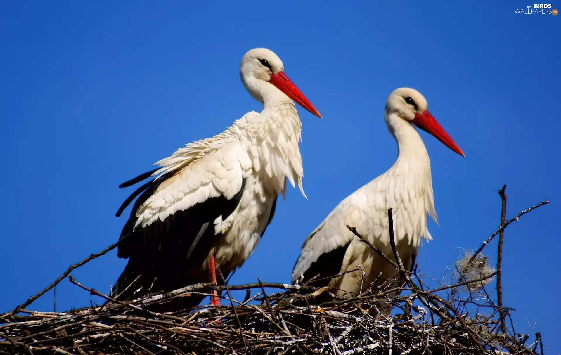 nest, Steam, storks