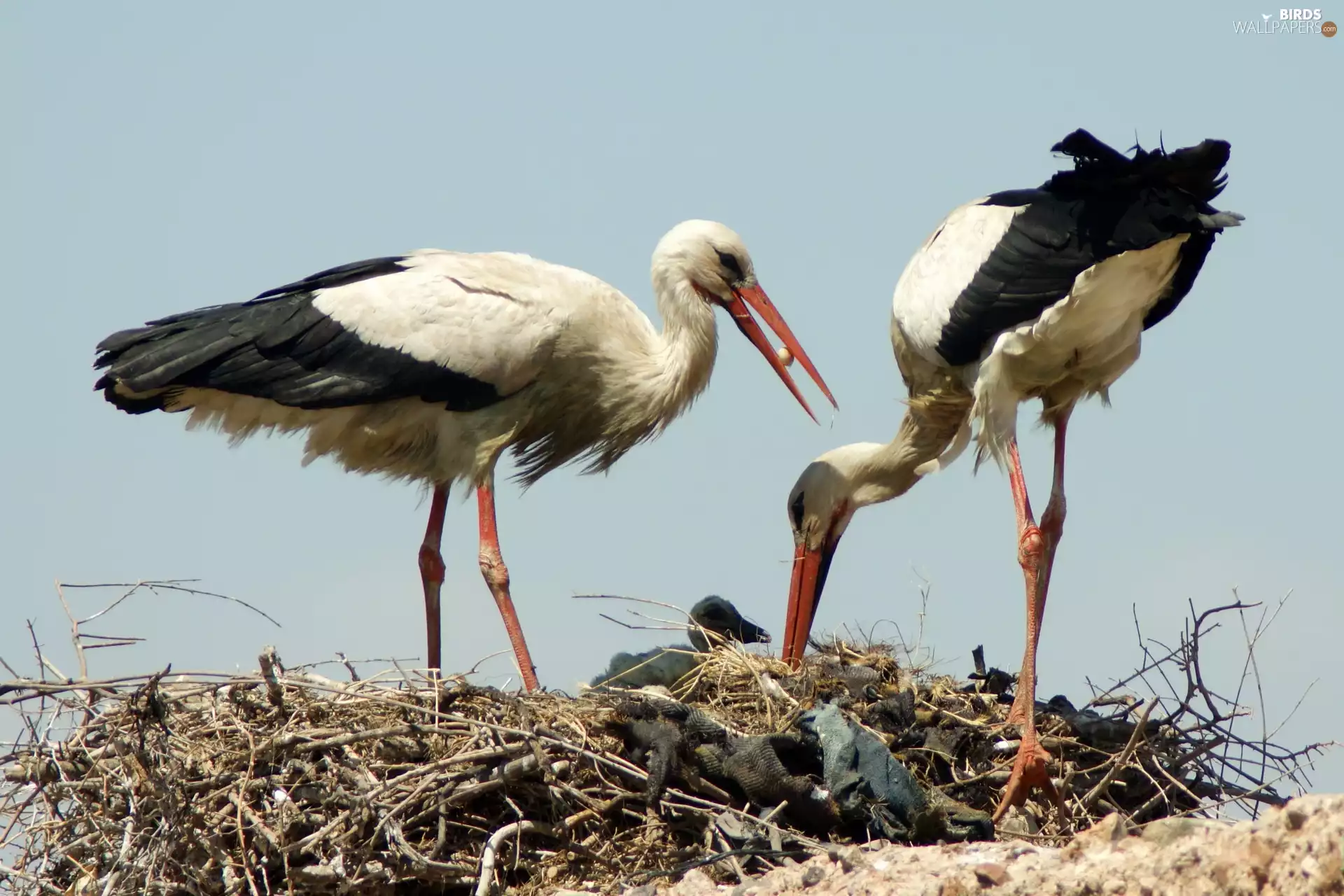 nest, Storks