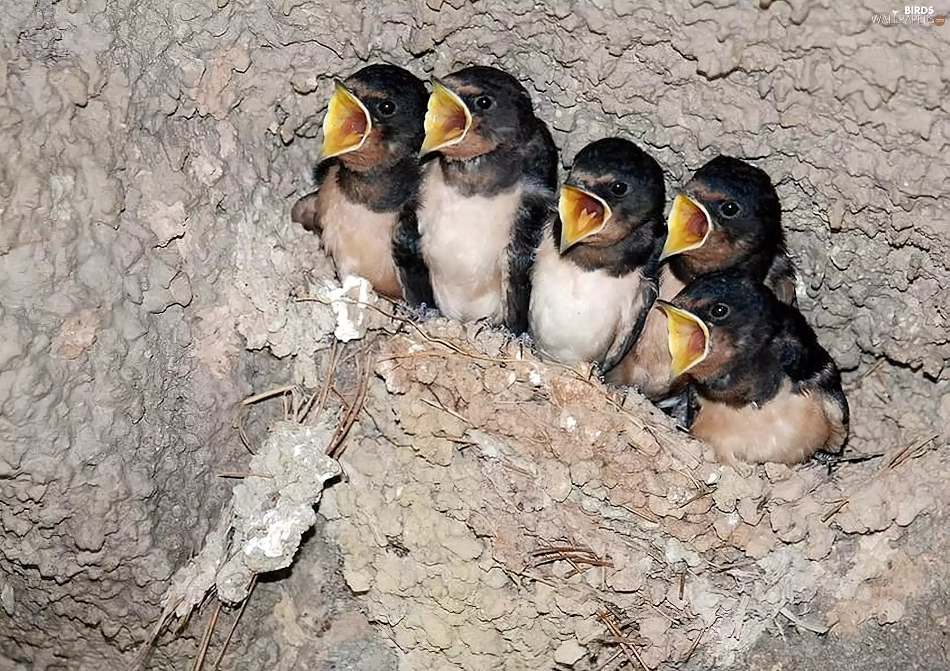 nest, birds, swallow