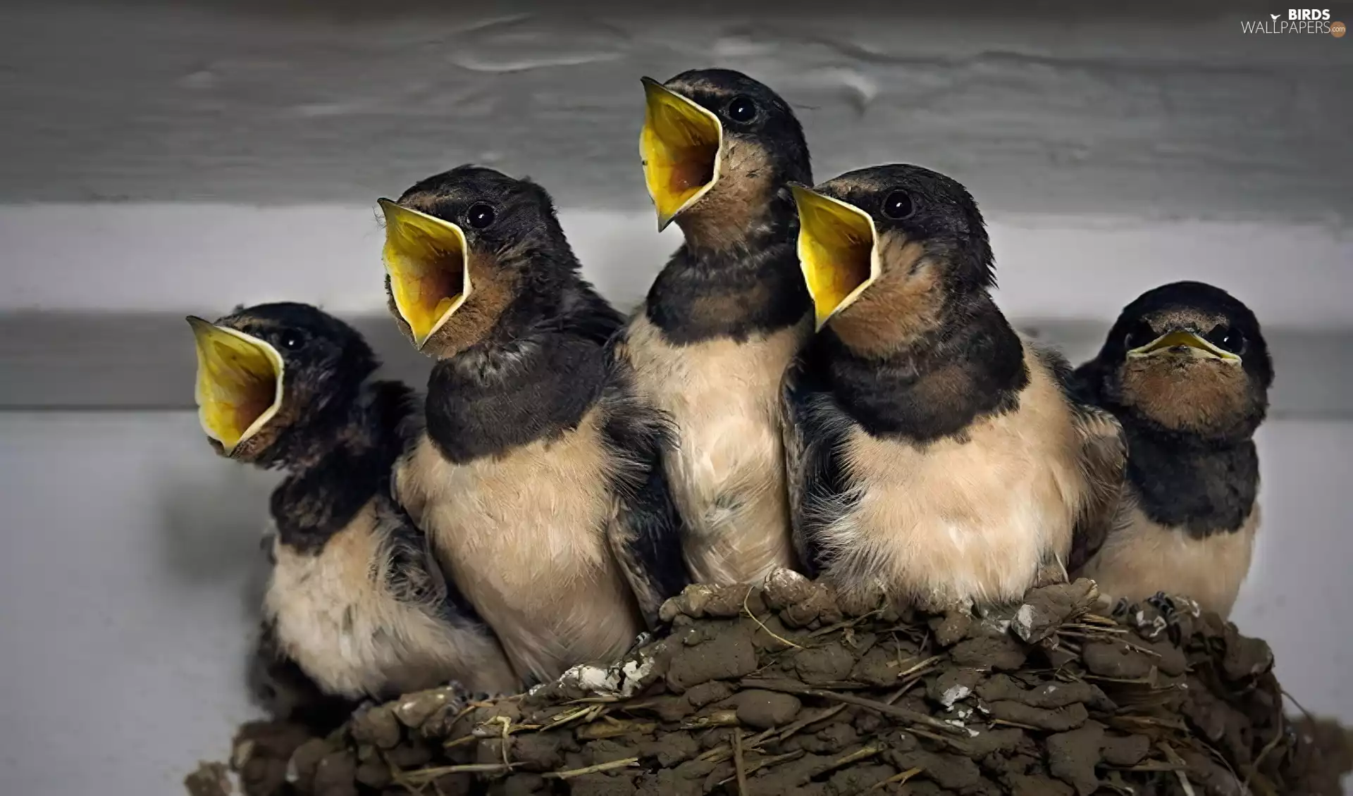 nest, chick, swallow