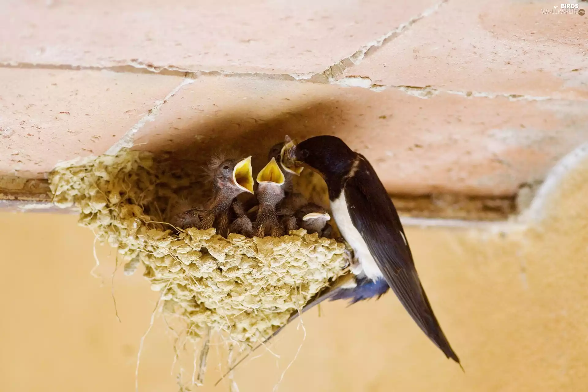 nest, lactescent, swallow