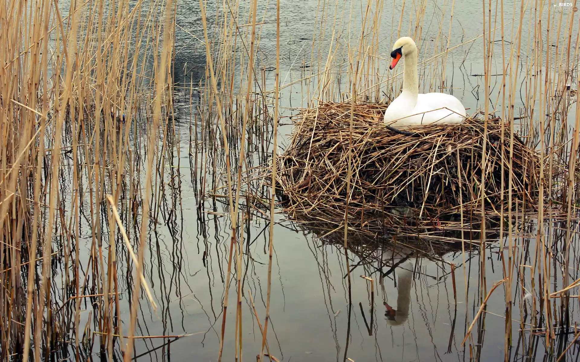 Swans, lake, cane, nest