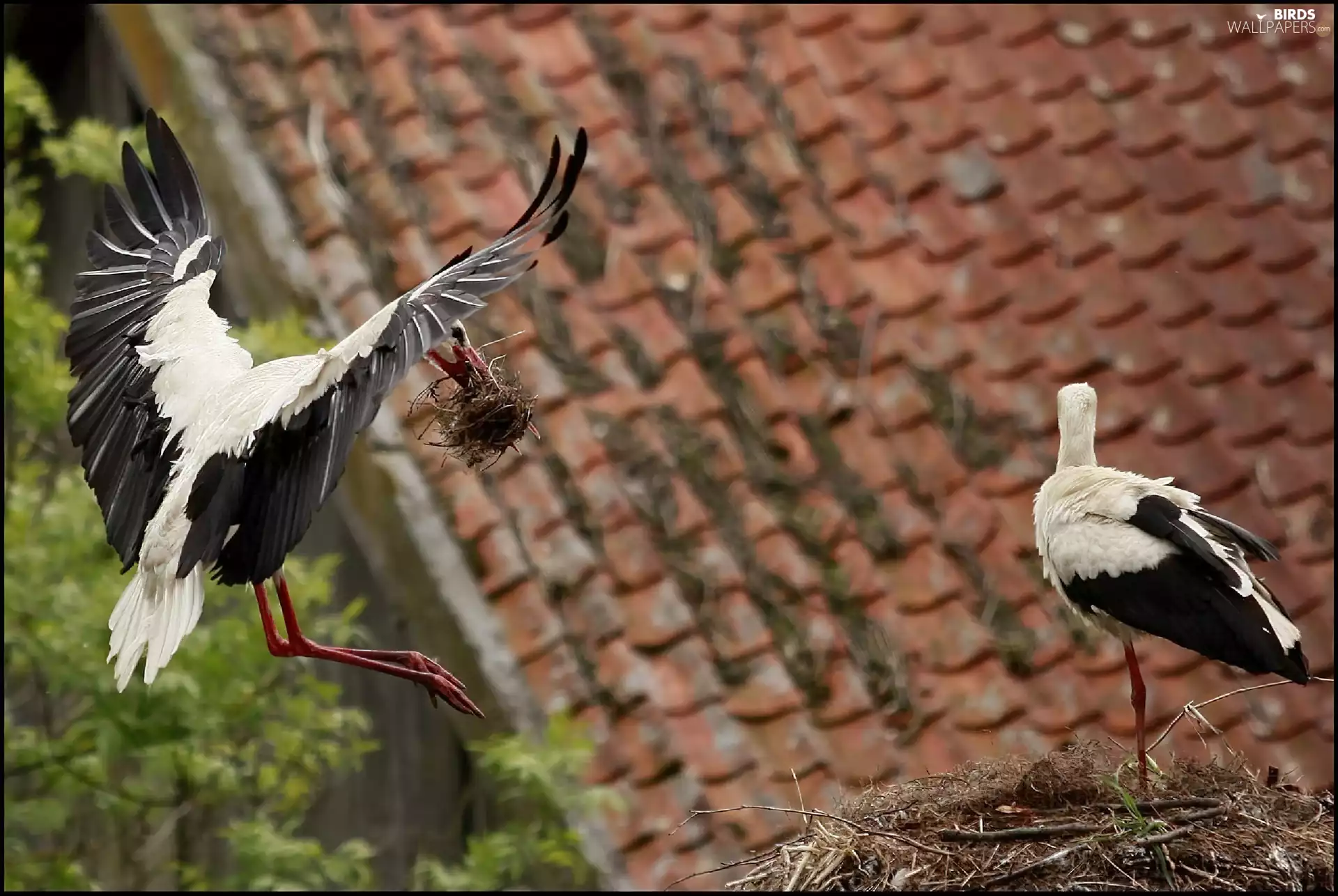 the roof, Storks, nest