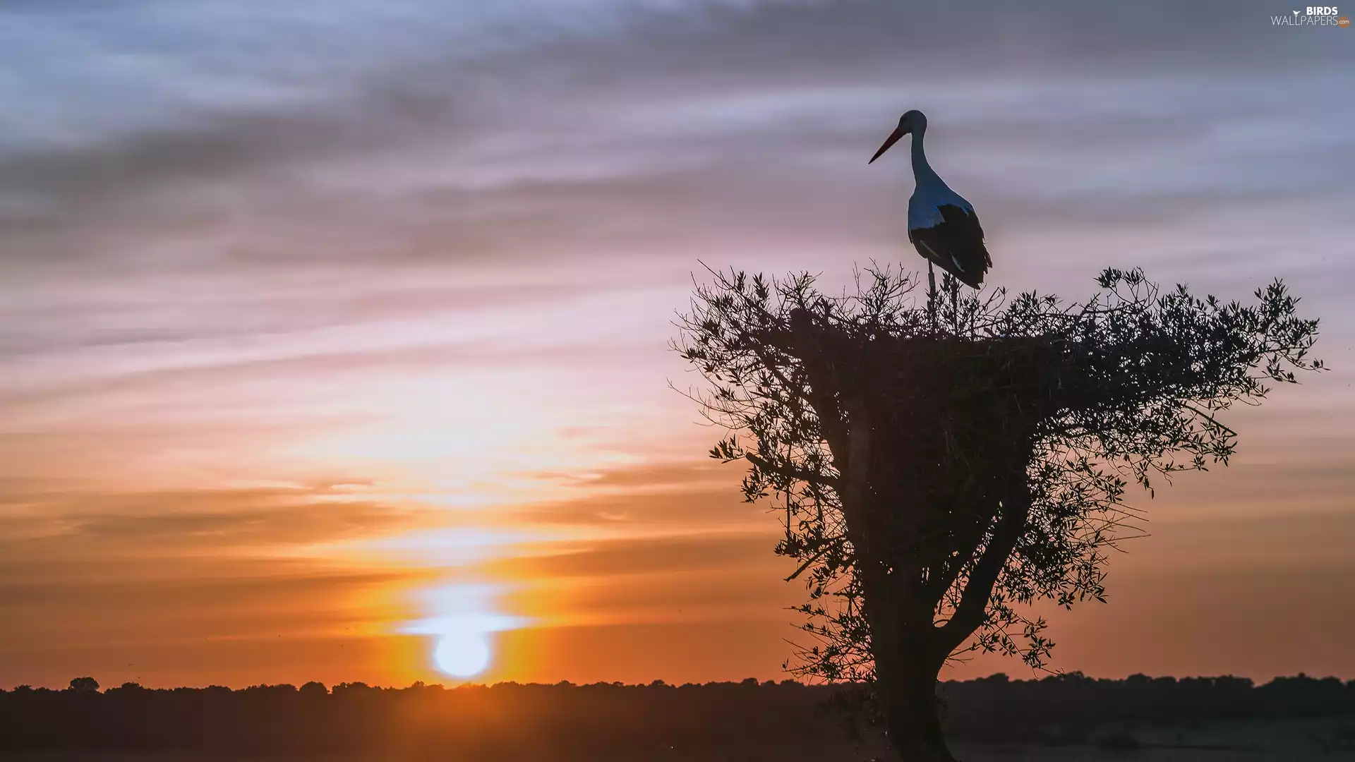 stork, Great Sunsets, nest, Bird, trees