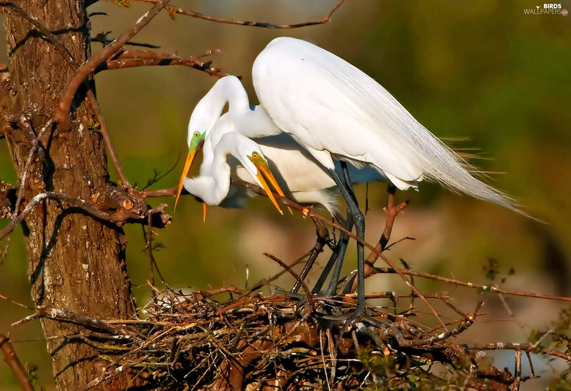 trees, nest, White, Steam, heron