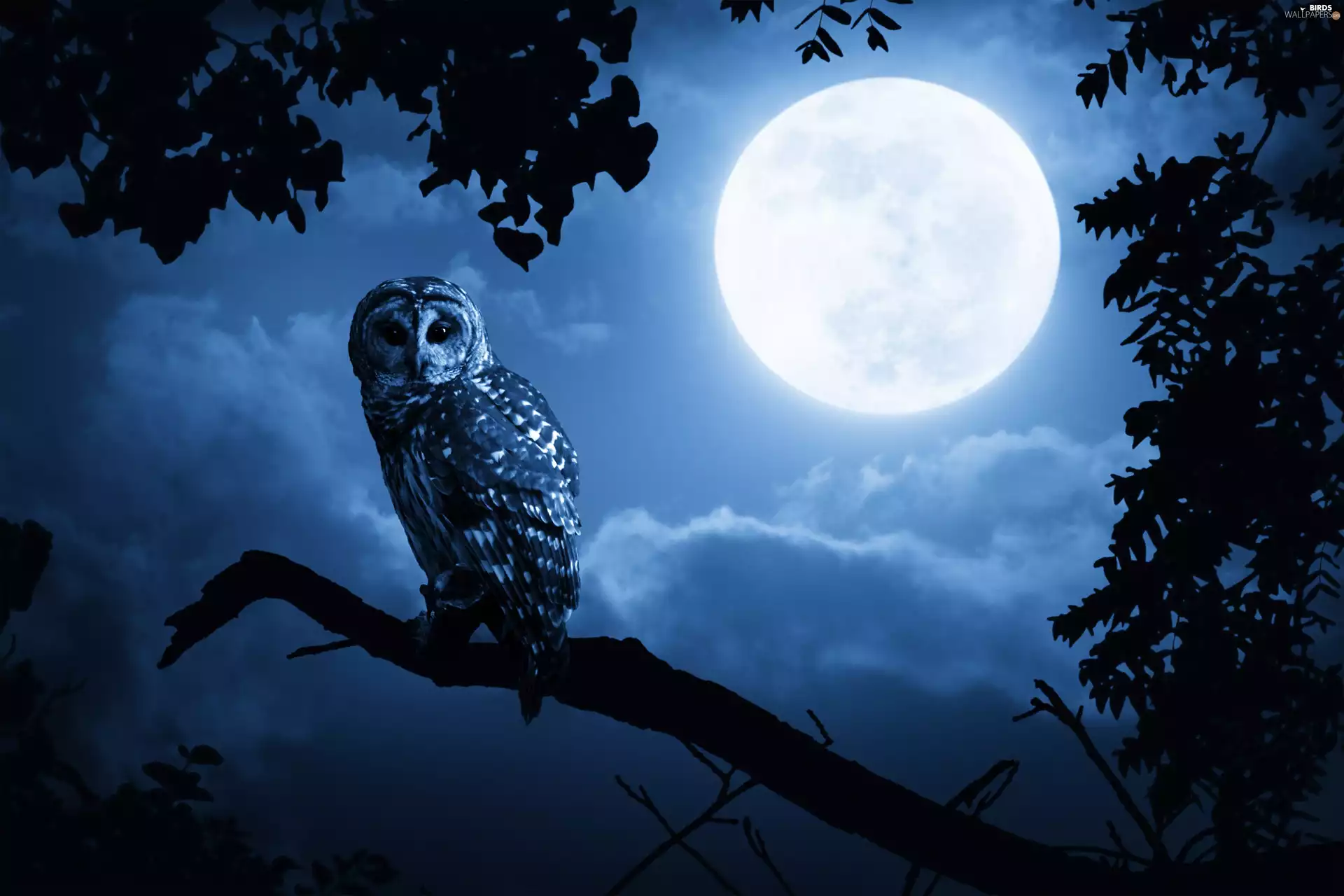 trees, owl, moon, Night, viewes, Boreal