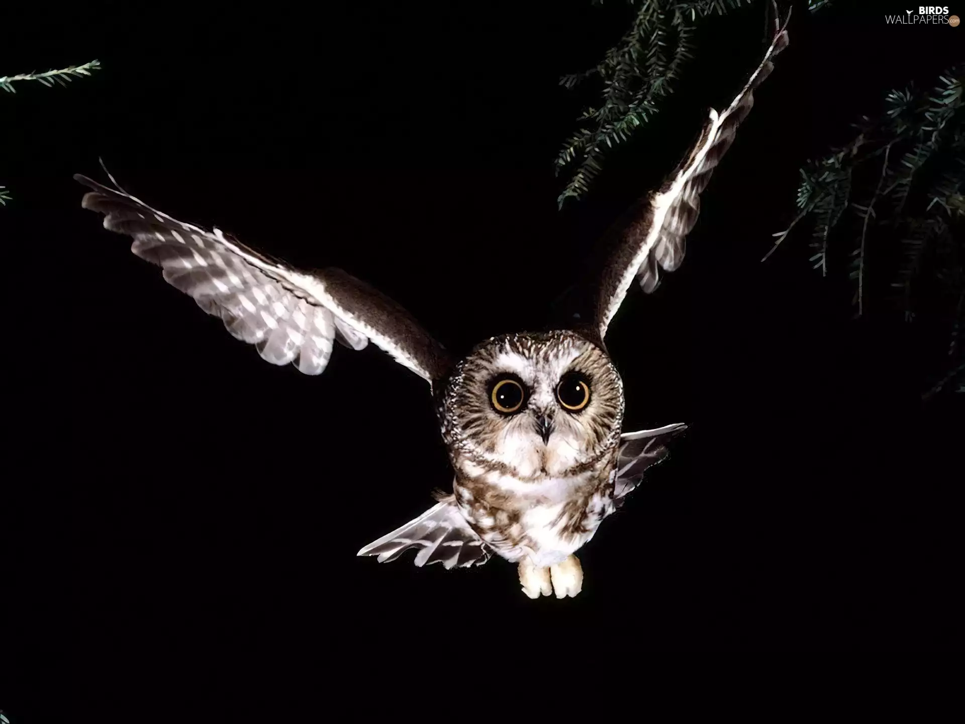flight, Owl Tengmalm, Night