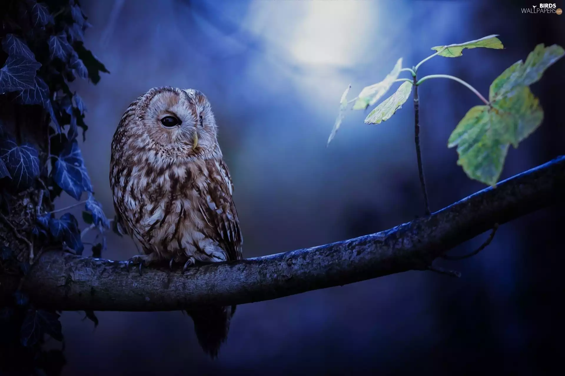 Leaf, Brown Owl, glow, branch, owl, moon, Night