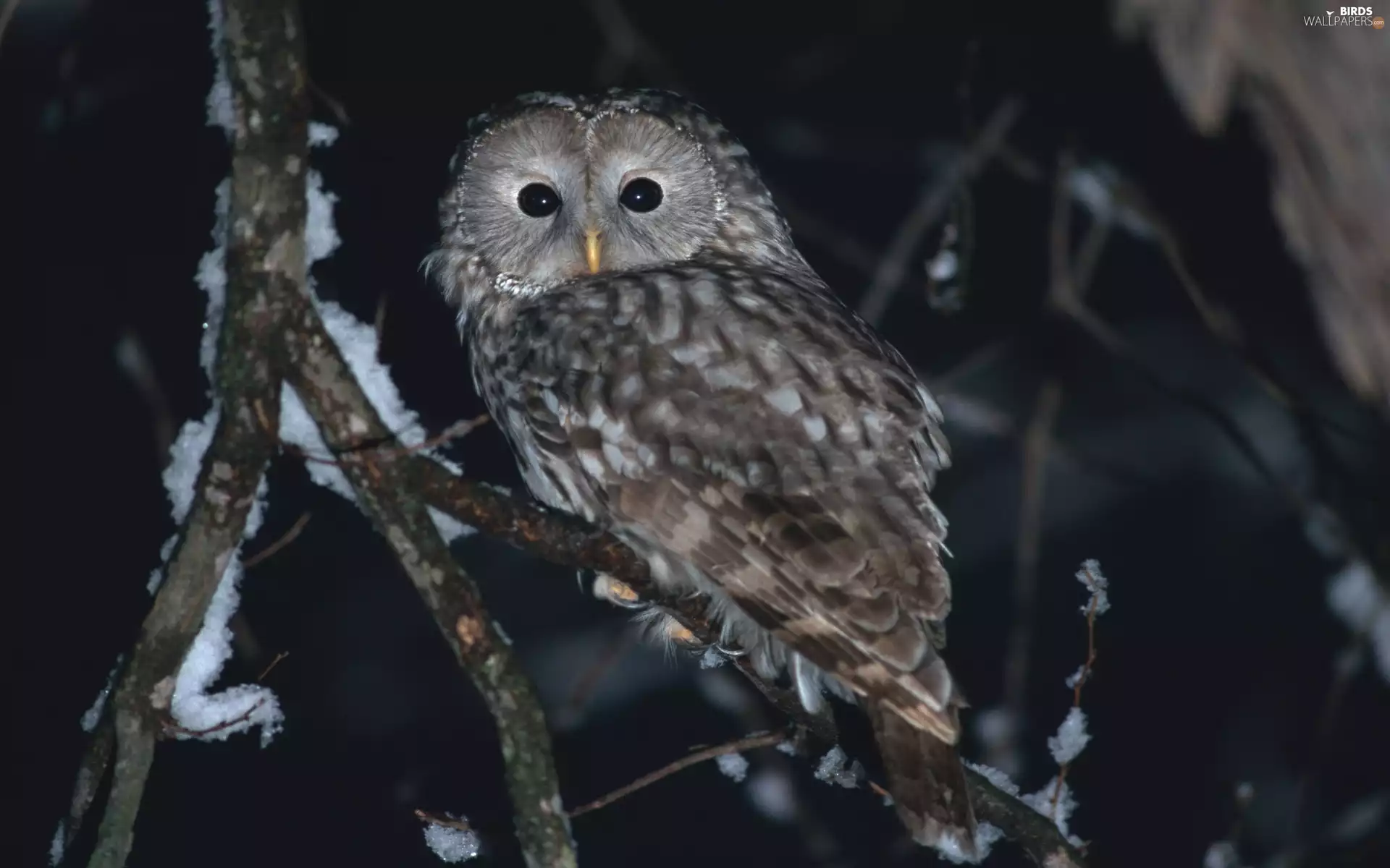 Night, owl, trees