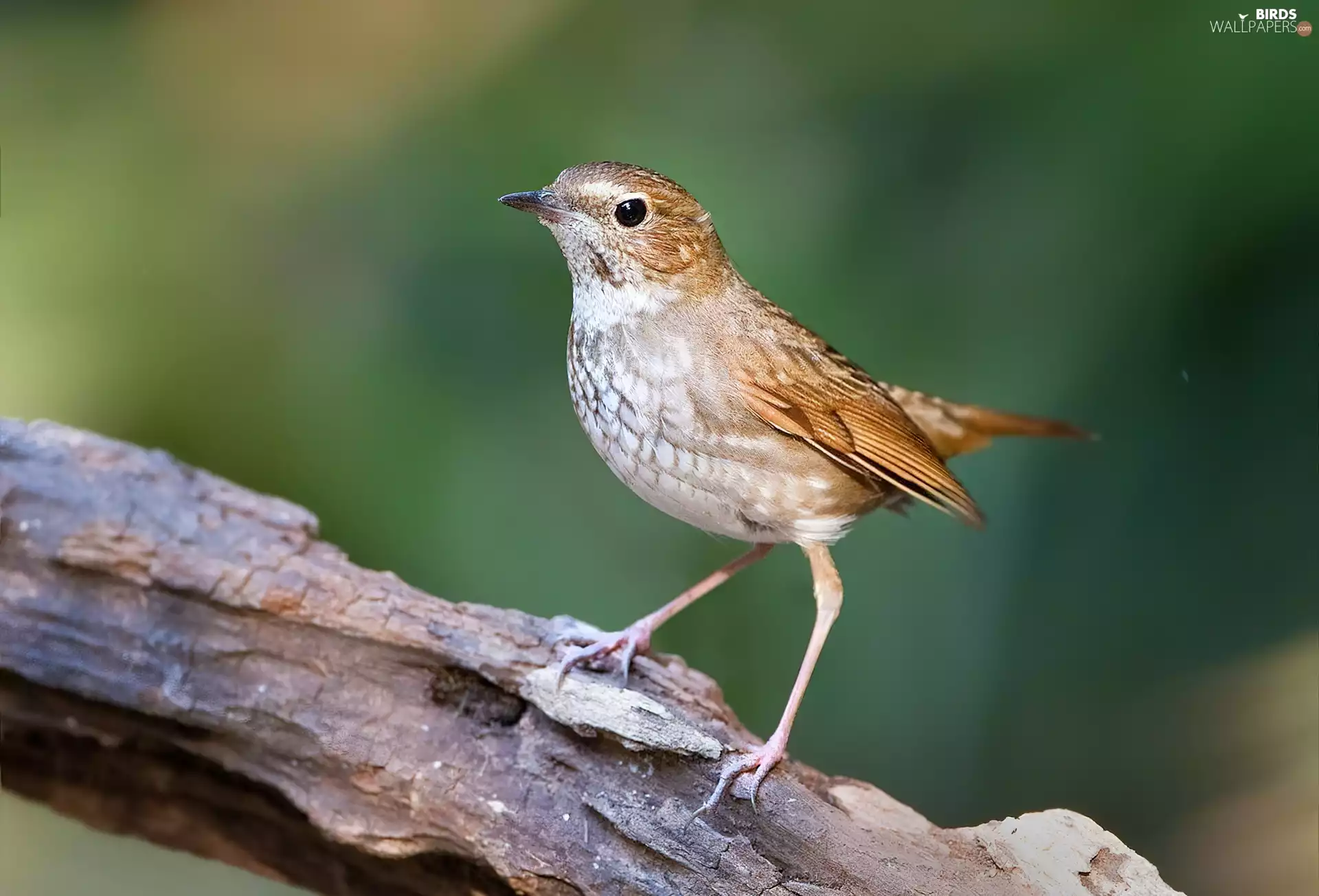 Nightingale Siberian, trunk