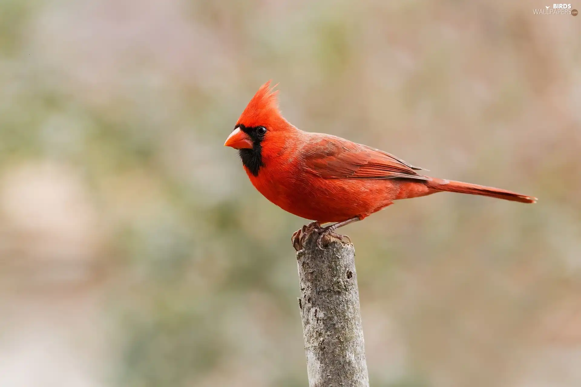 Red, Northern Cardinal, twig, Bird