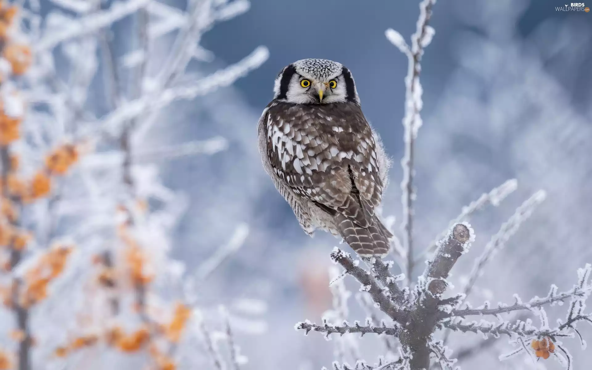 Bird, branch, winter, Northern hawk-owl