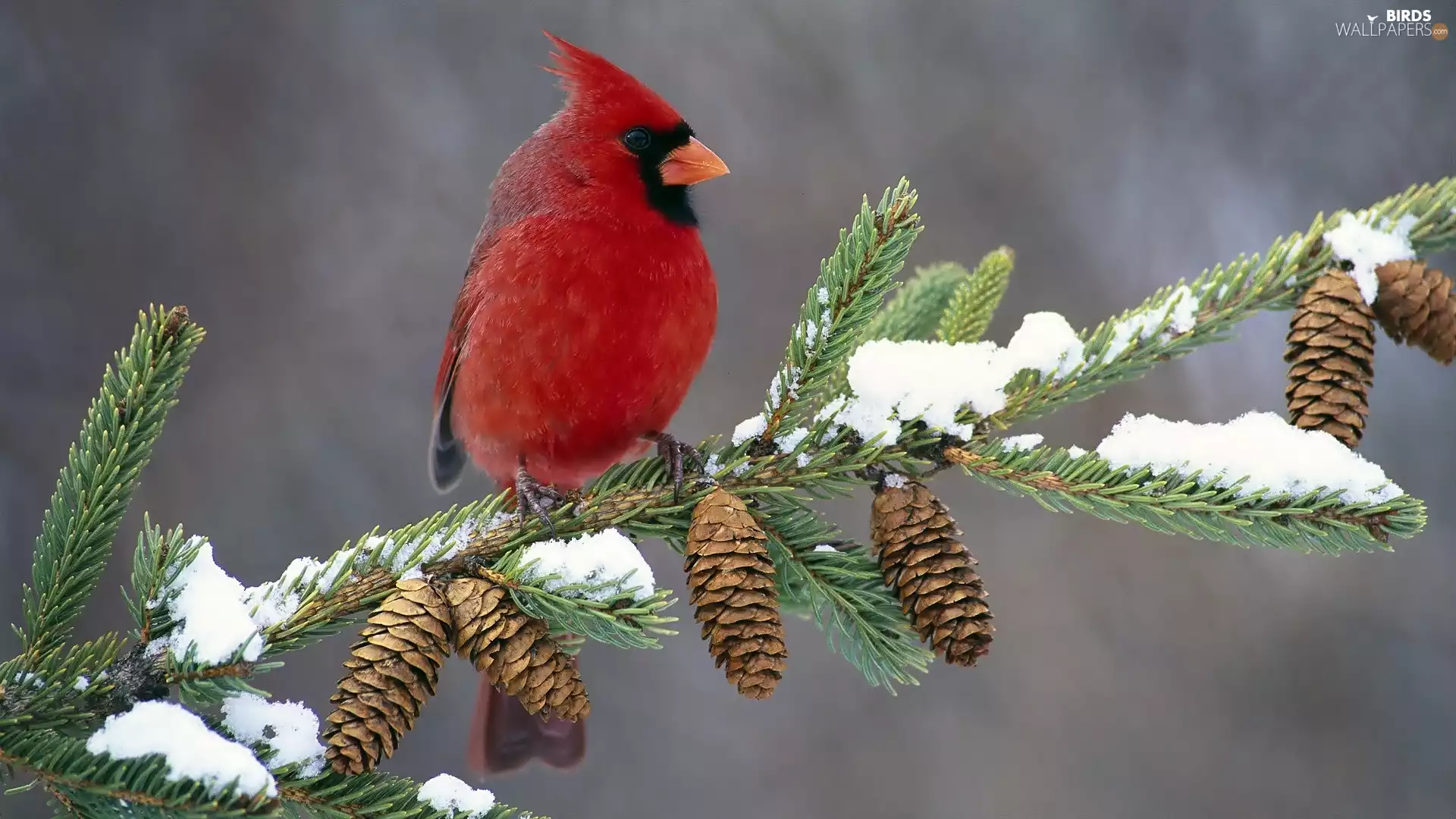 twig, cones, birdies, Northern Cardinal, Red
