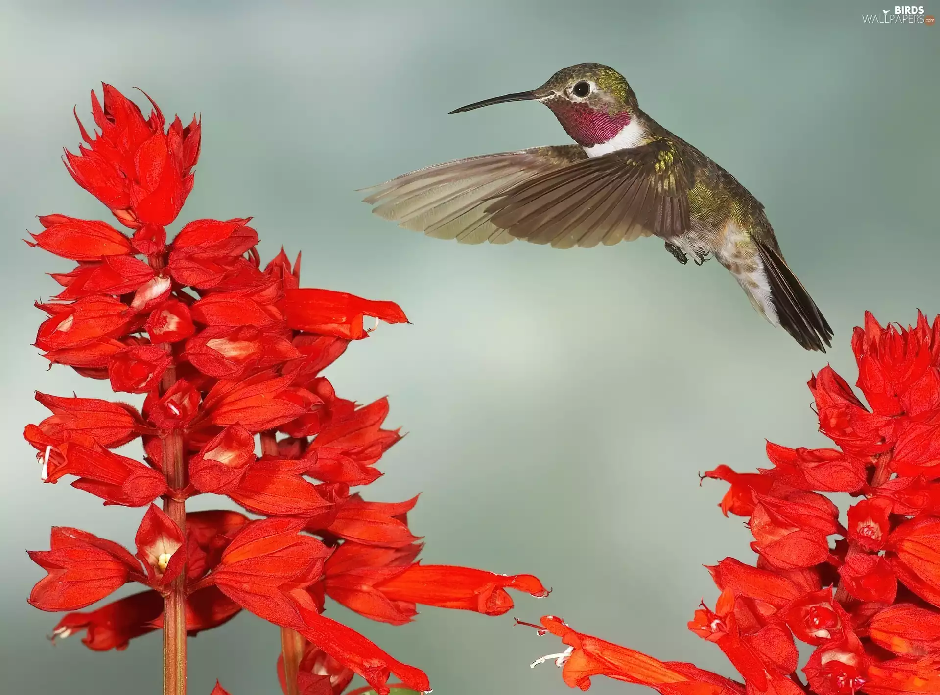 flight, Flowers, long, nose, humming-bird