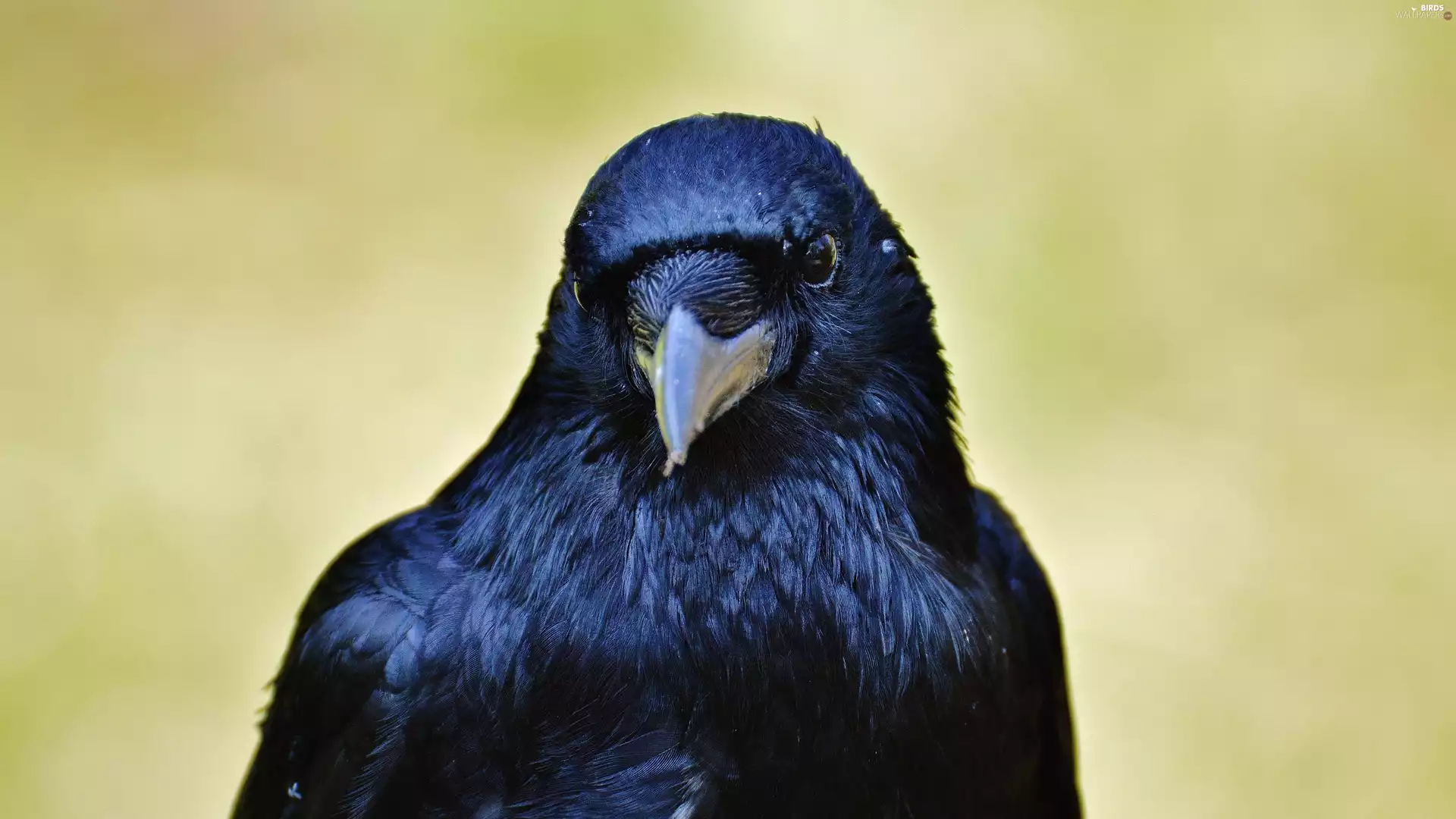 nose, Black, Crow