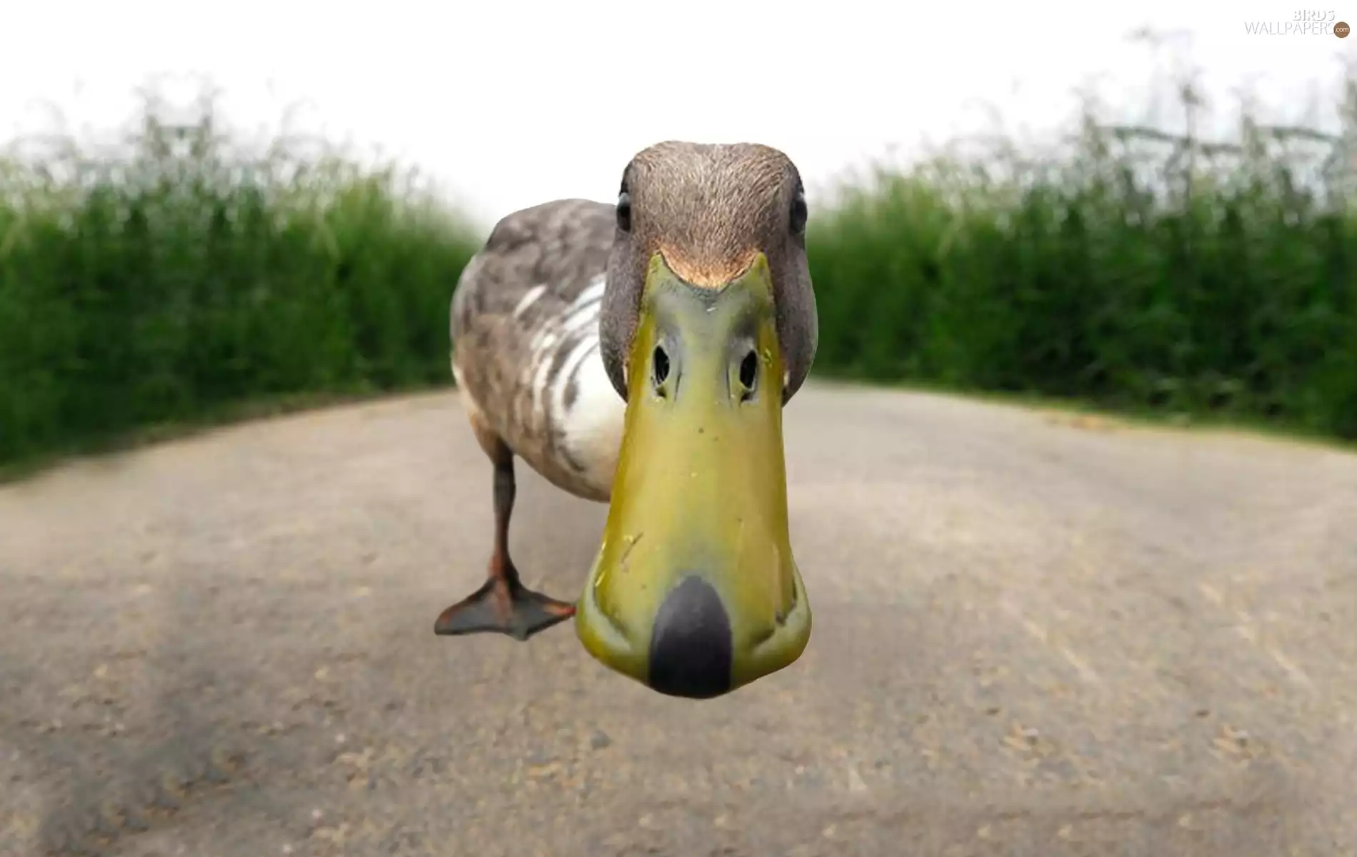 nose, Way, duck