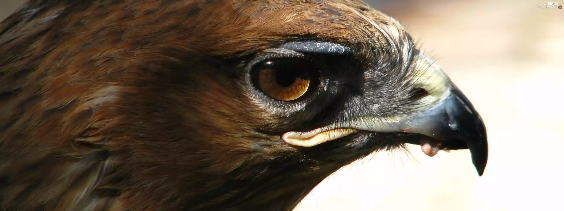 nose, Eagle