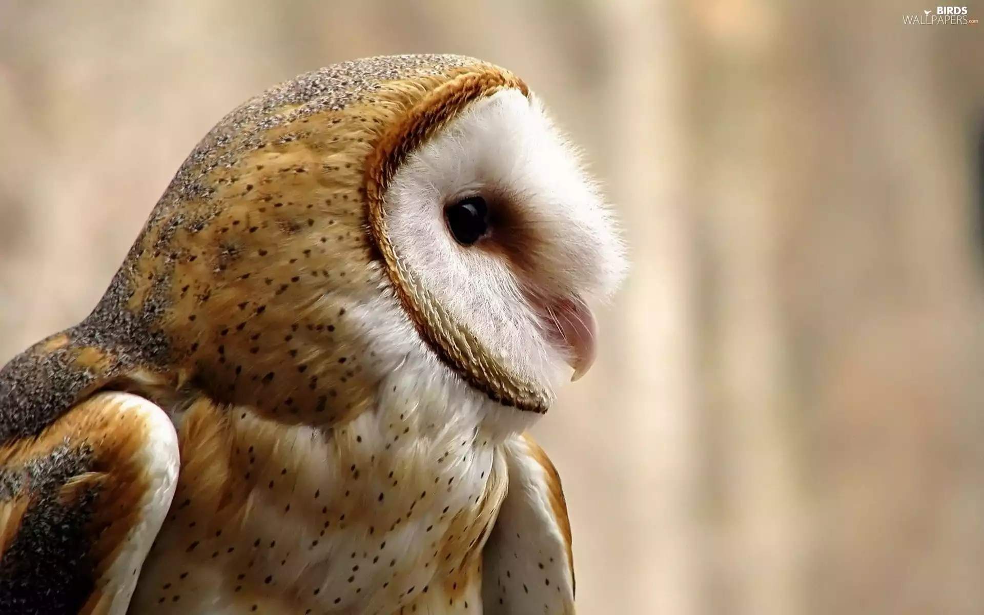 nose, owl, Eyes
