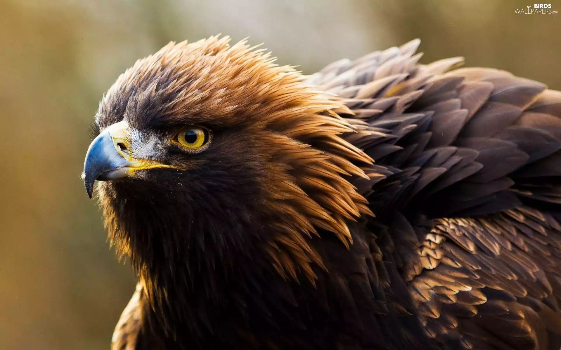 nose, eagle, feather