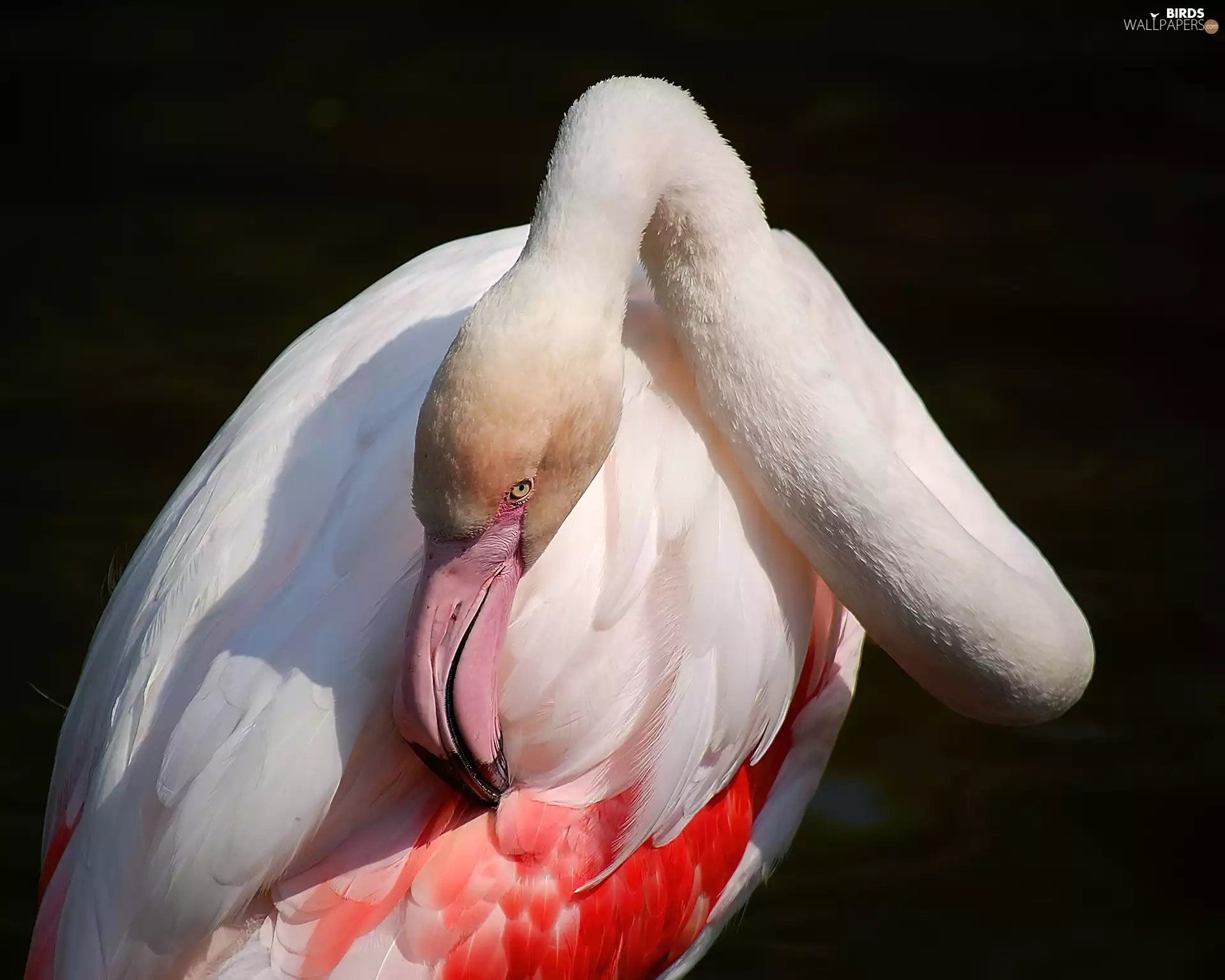 feather, Pink Flamingo, nose