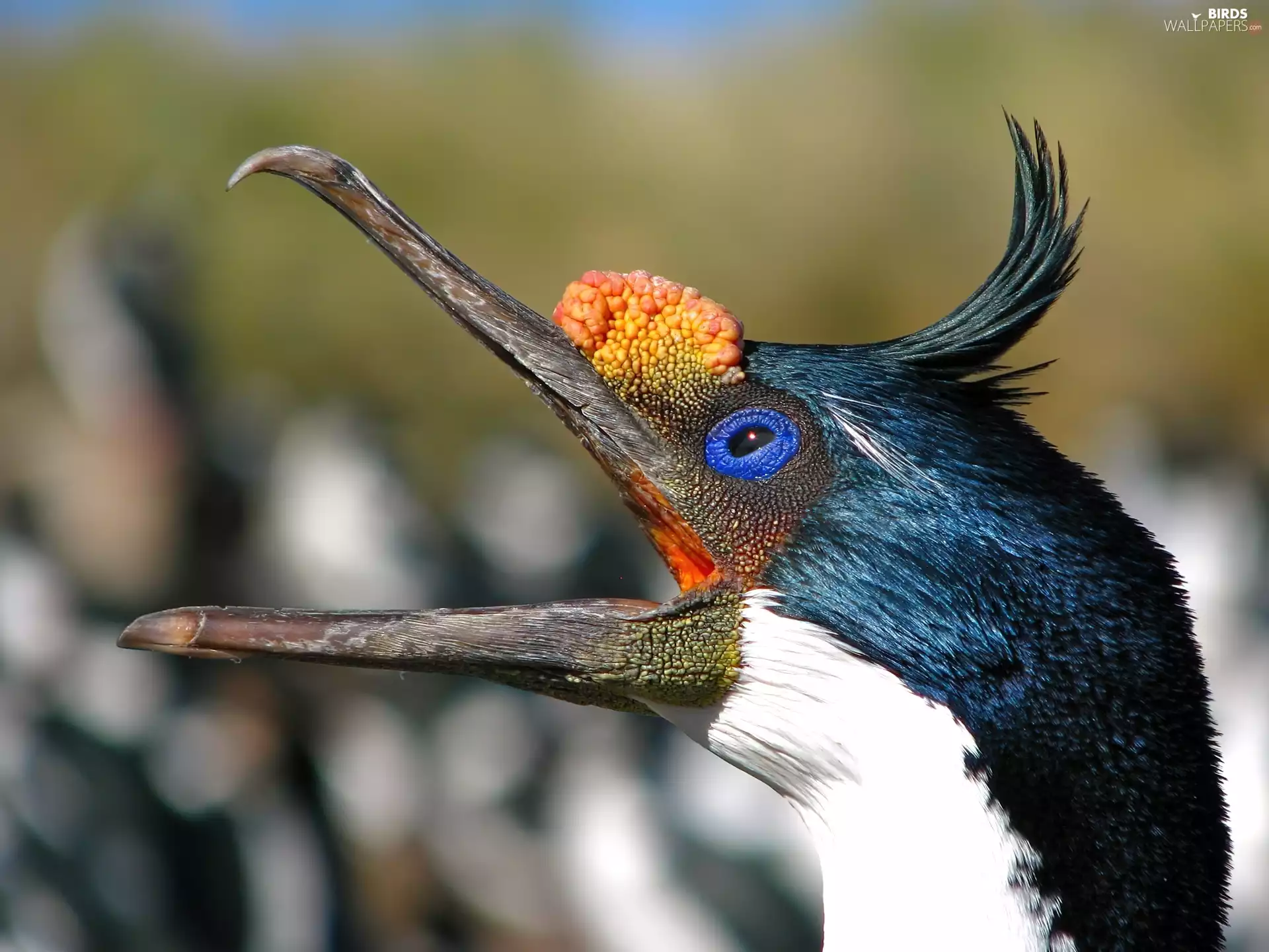 nose, cormorant, Head