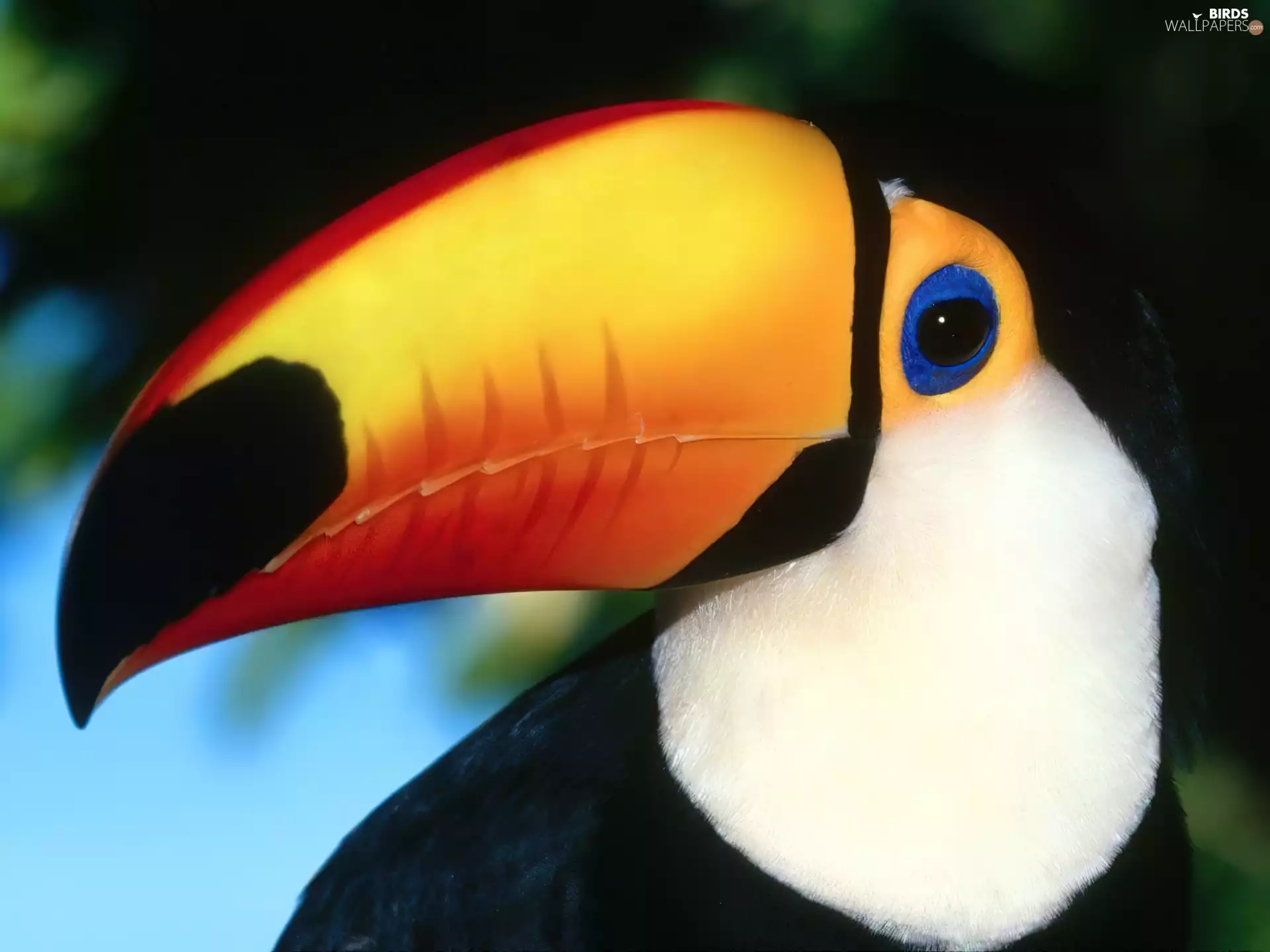 nose, Toucan, large