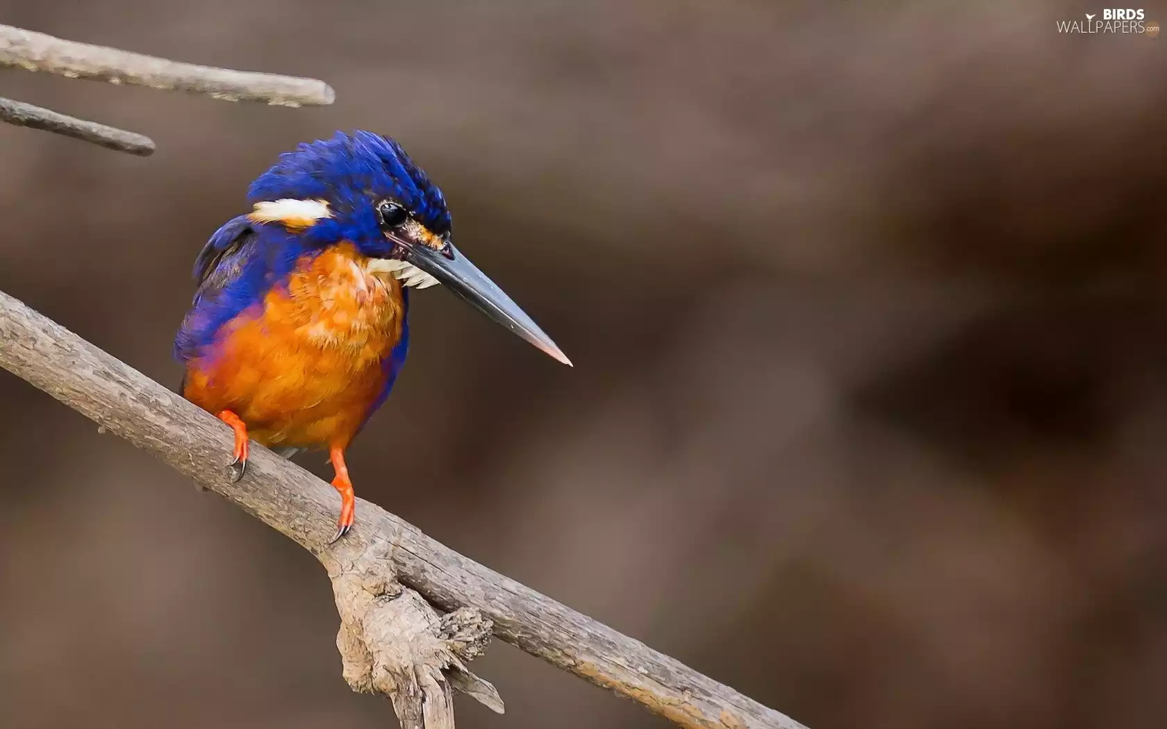 nose, kingfisher, long
