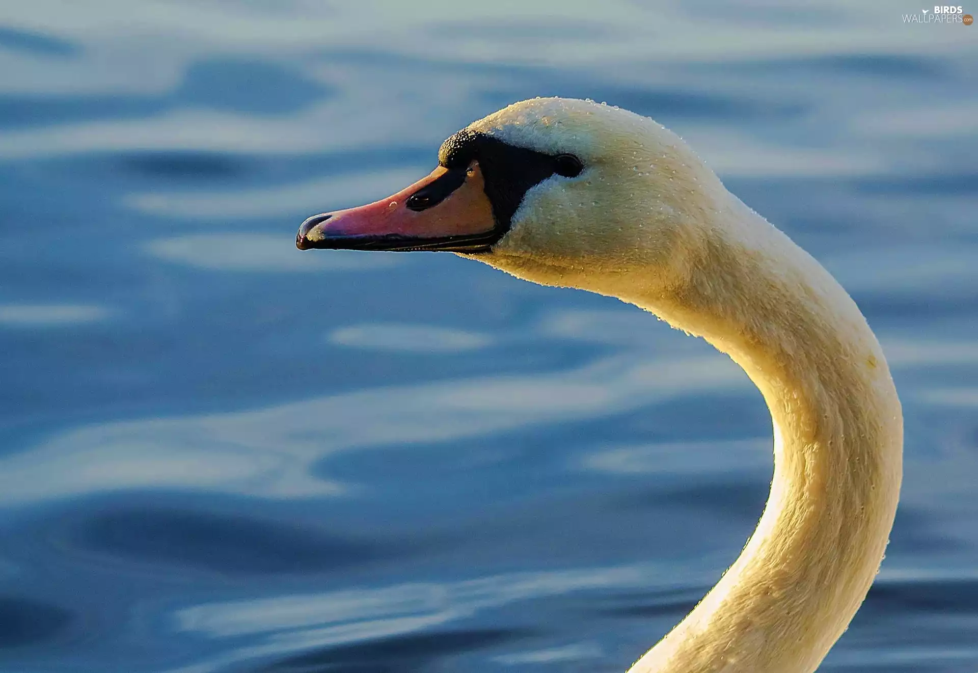 nose, Swans, neck