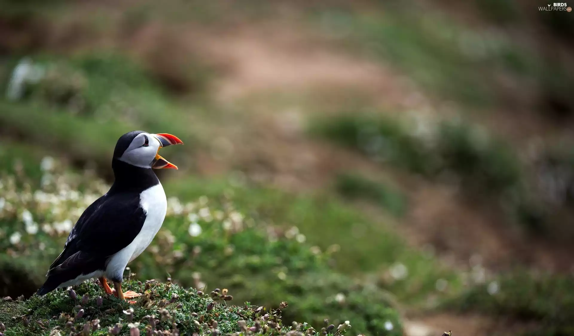 nose, Maskonur, open