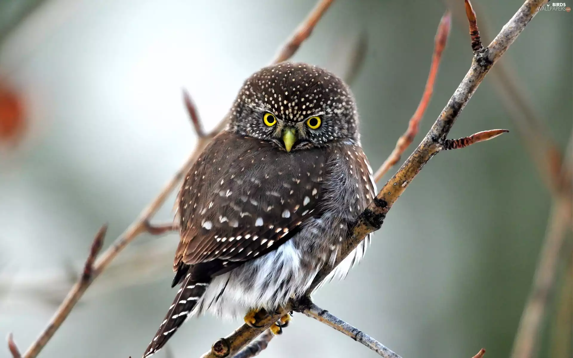 Eyes, nose, owl, Yellow, young
