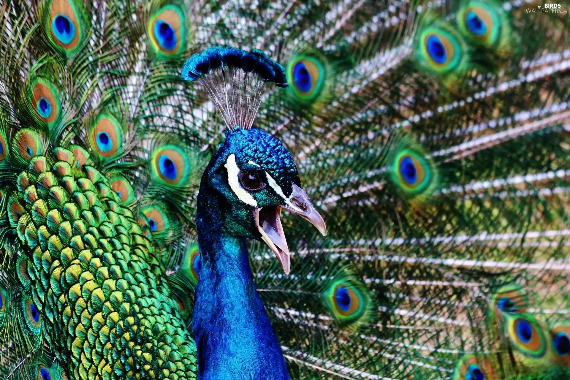 peacock, tail, feather, nose