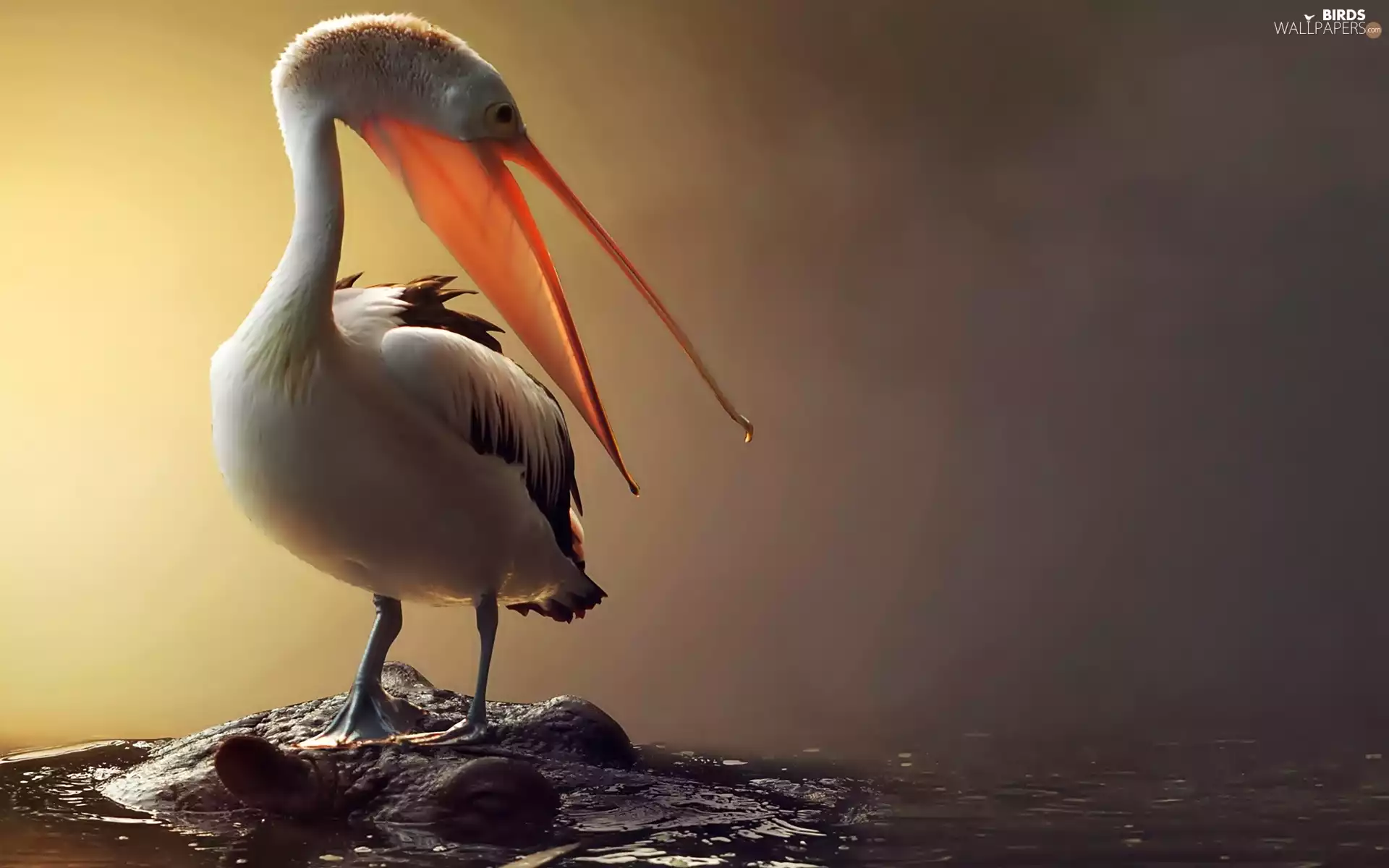 nose, small, pelican