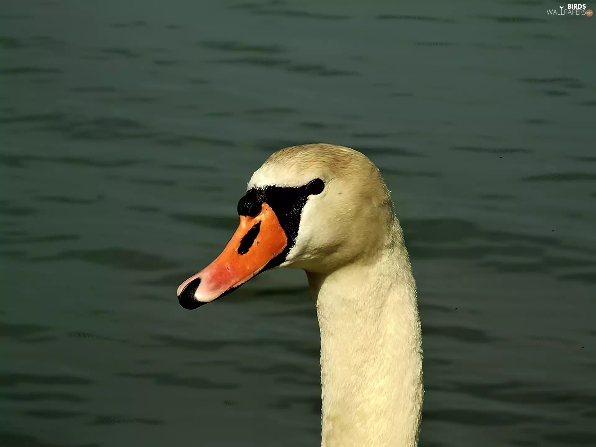 nose, mute swan