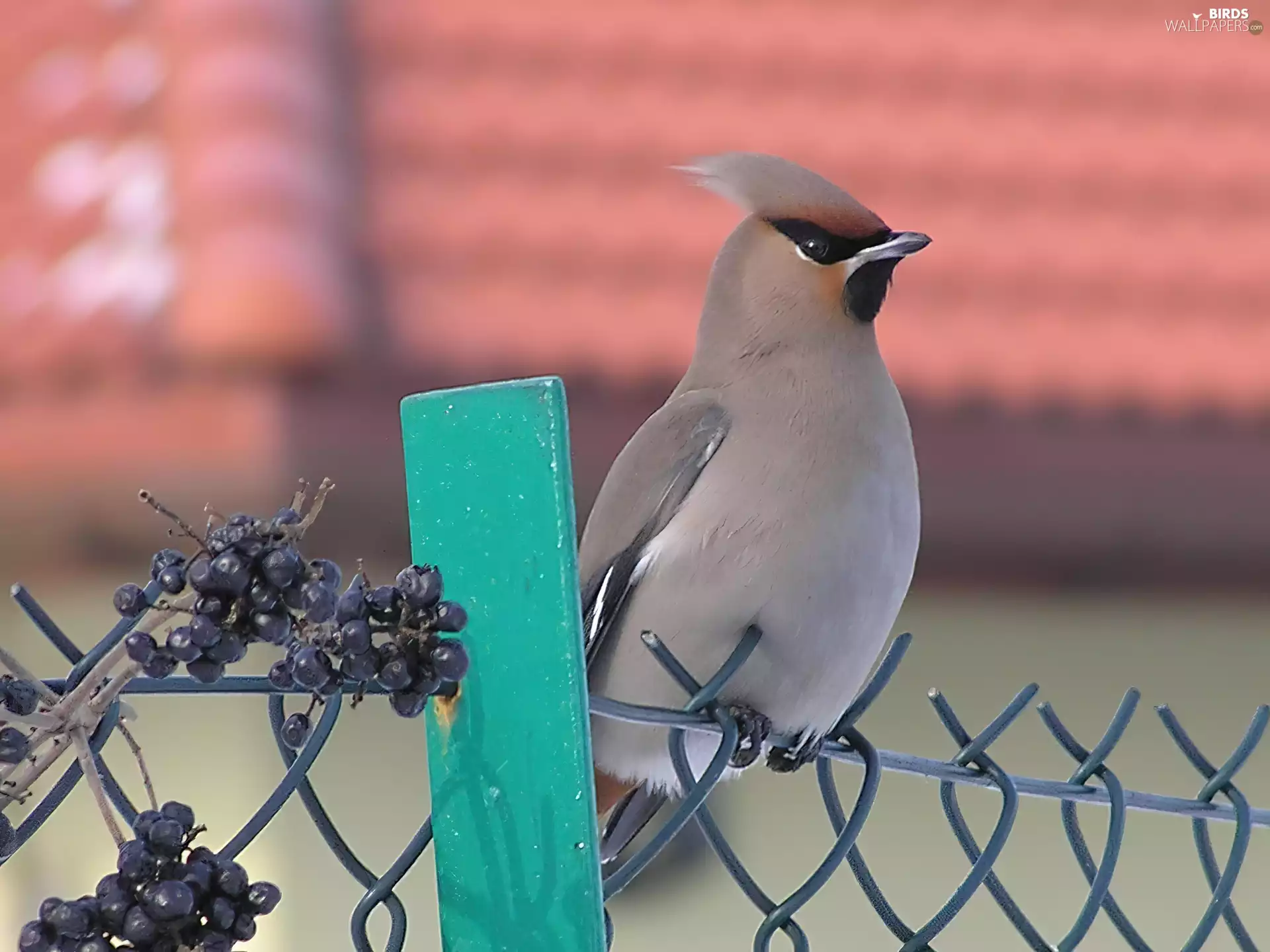 nose, Waxwings
