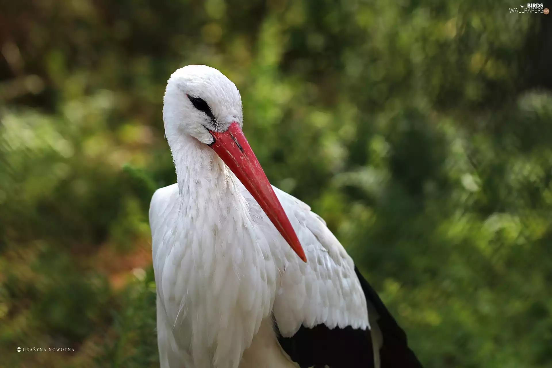 Red, nose, White, Bird, stork