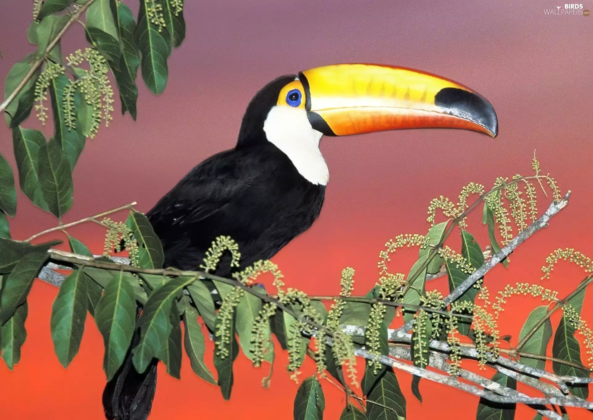 nose, Toucan, Yellow
