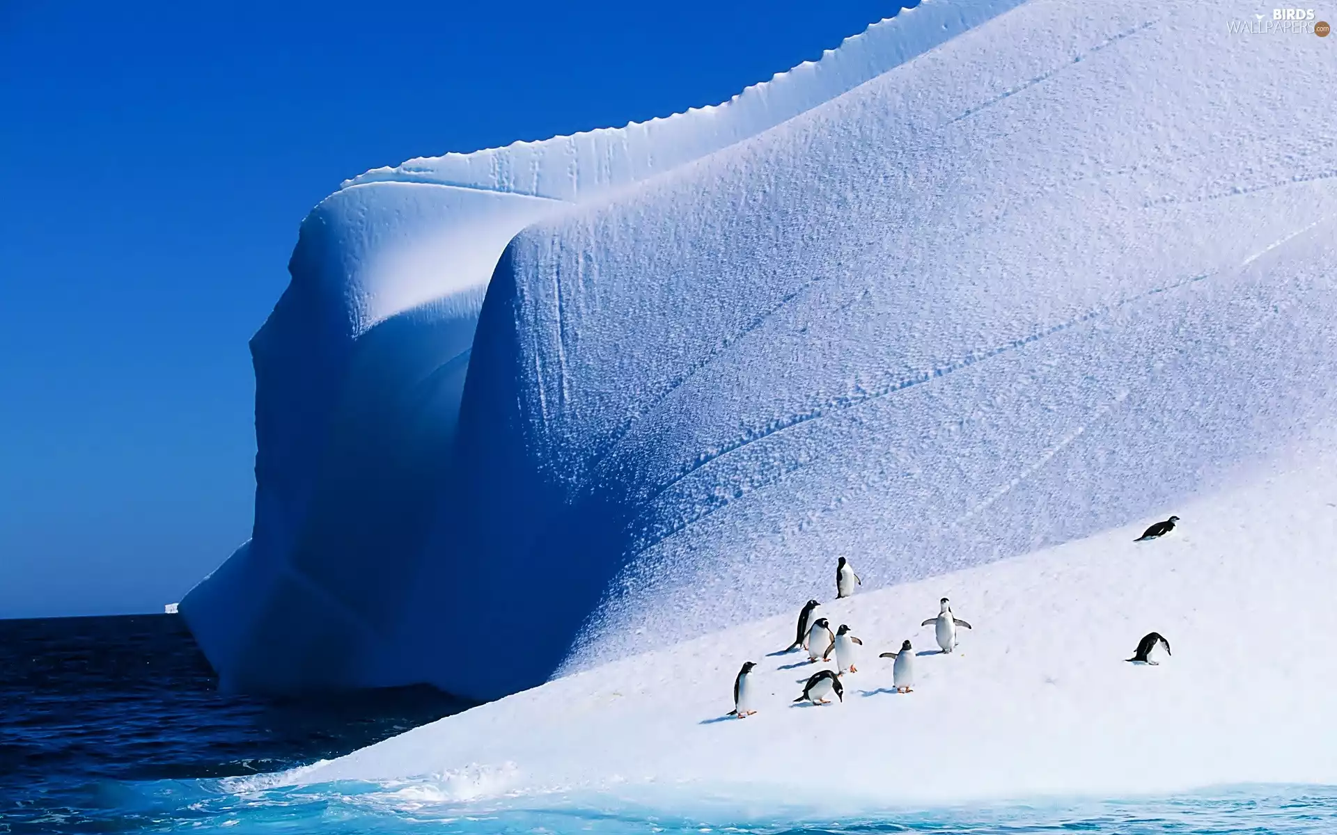Ocean, penguin, Iceberg