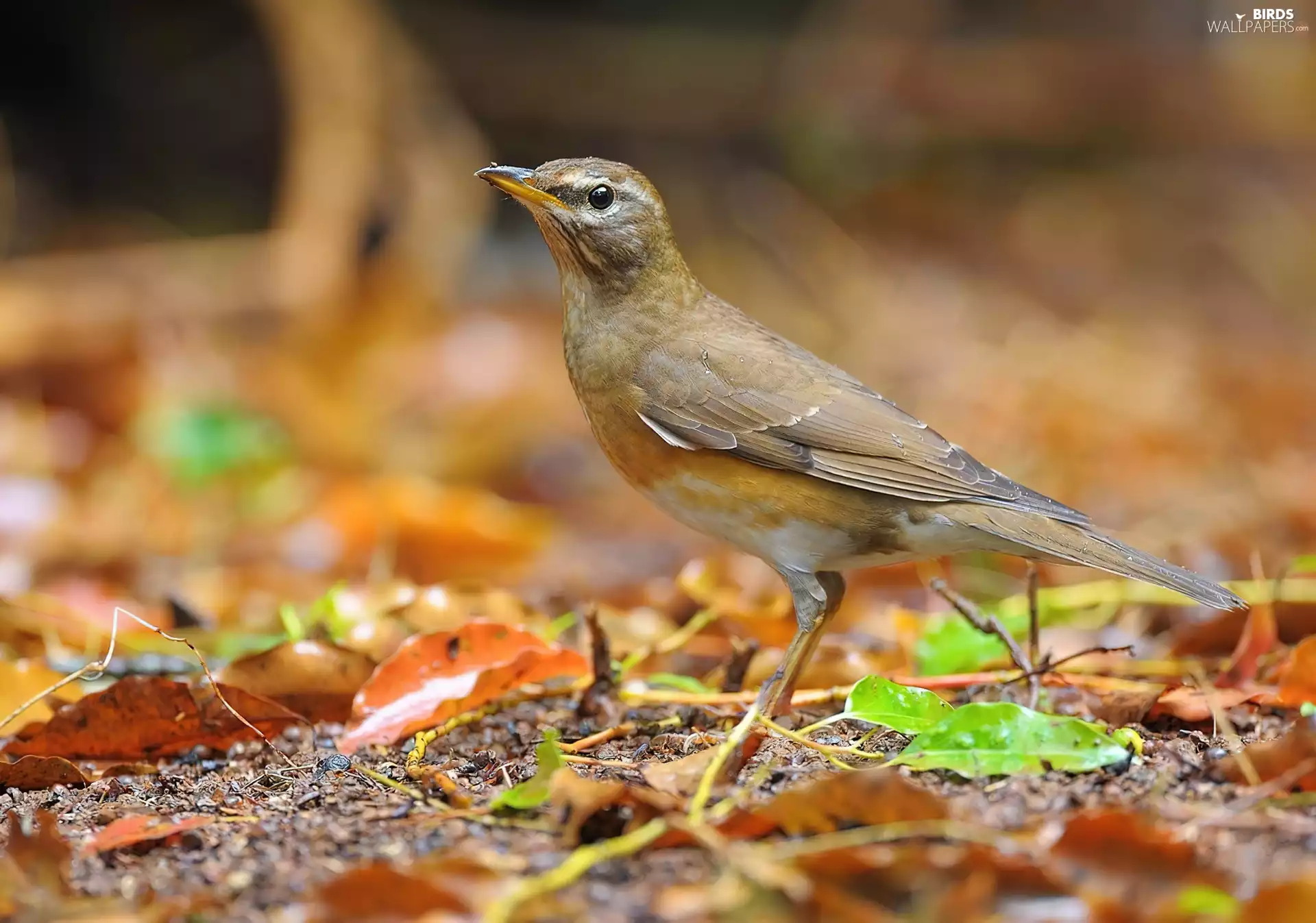 Olive Thrush, Leaf