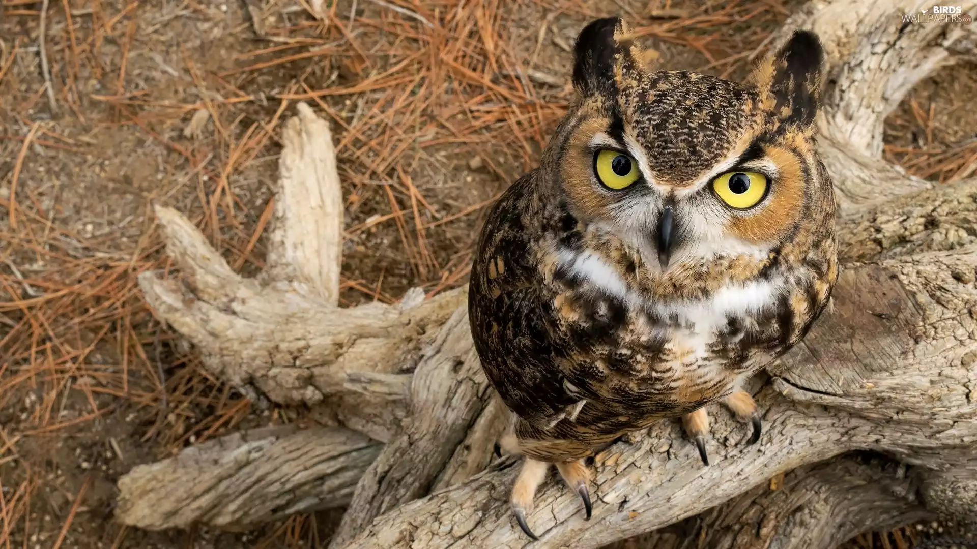 Owl Ear, Lod on the beach
