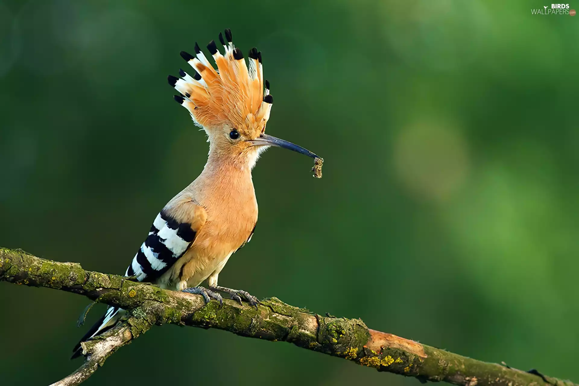 trees, booby, Lod on the beach