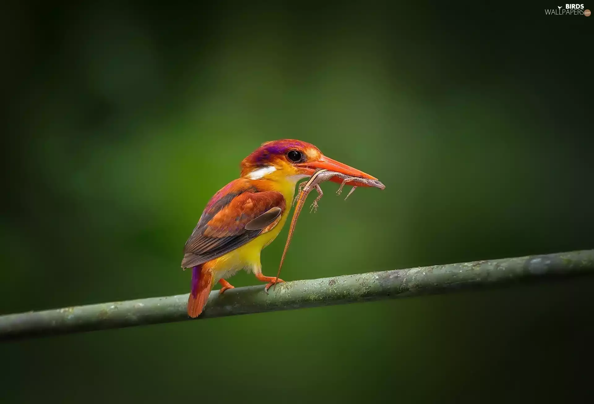 Bird, lizard, Lod on the beach, trophy