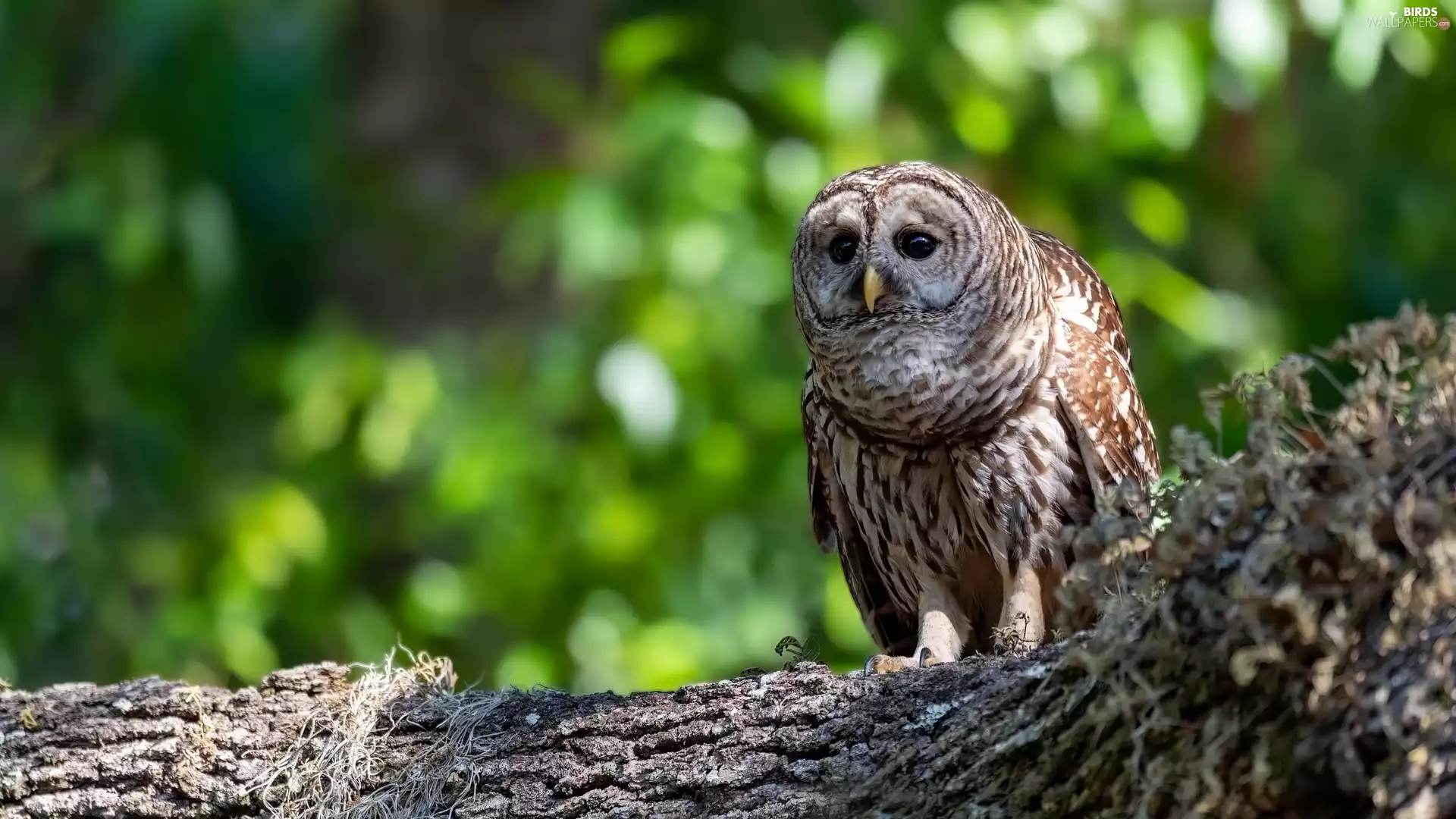 owl, trees, Lod on the beach, Owl
