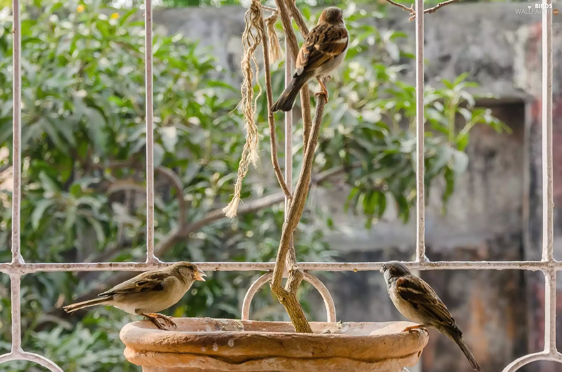 bowl, Three, Birds on the log